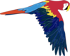 Flying Parrot Clip Art